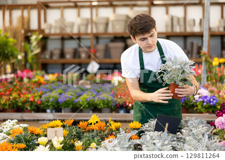 Young florist checking bushes of potted silver ragwort Young florist checking bushes of potted silver ragwort 129811264