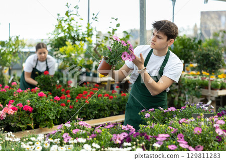Professional young male florist checking potted Osteospermum Ecklonis flower in greenhouse 129811283