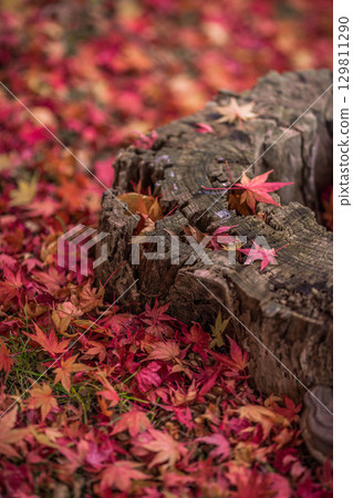 一片紅色的秋葉和一棵樹樁 一片紅色的秋葉和一棵樹樁 129811290