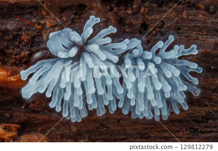 Coral slime mold - Ceratiomyxa fruticulosa Coral slime mold - Ceratiomyxa fruticulosa 129812279