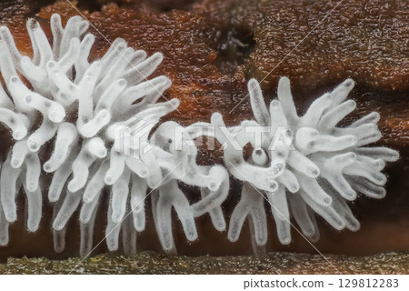 Coral slime mold - Ceratiomyxa fruticulosa 129812283