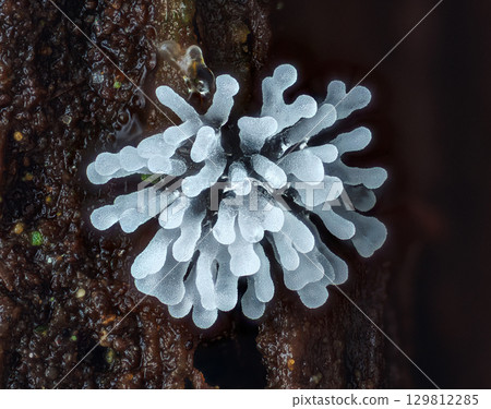 Coral slime mold - Ceratiomyxa fruticulosa Coral slime mold - Ceratiomyxa fruticulosa 129812285