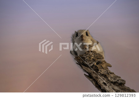 Ezomomonga 依偎在樹枝上 129812393