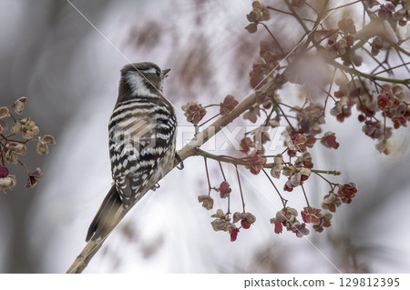 Japanese Pygmy Woodpecker Eating Mayumi Berries Japanese Pygmy Woodpecker Eating Mayumi Berries 129812395