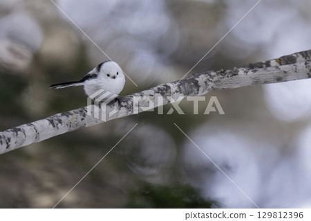 Long-tailed tit nestled on a tree branch Long-tailed tit nestled on a tree branch 129812396