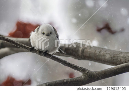 Long-tailed tit nestled on a tree branch Long-tailed tit nestled on a tree branch 129812403