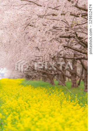 Scenery with cherry blossom trees in full bloom and rape blossoms 129812474