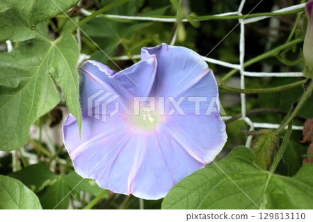 Summer garden flower "Morning glory" Morning glory: flower bed flower 129813110