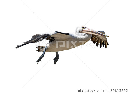 Australian Pelican in mid-flight with wide wings and long beak captured in sharp detail 129813892