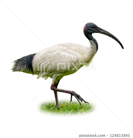 Australian White Ibis standing on green grass with long curved beak 129813893