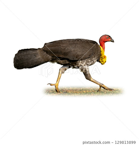 Australian Brushturkey walking on grass with vivid red head and yellow wattle Australian Brushturkey walking on grass with vivid red head and yellow wattle 129813899