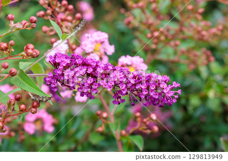 夏日花園裡盛開著美麗的醉魚草花 129813949