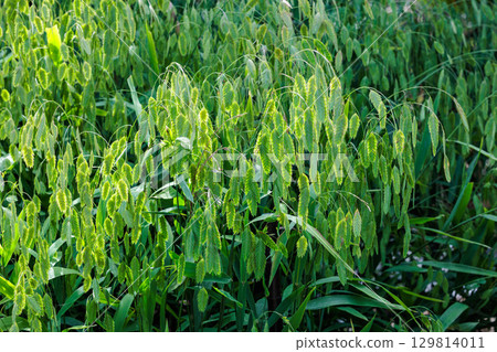 A lot of Niseko Banso seeds 129814011