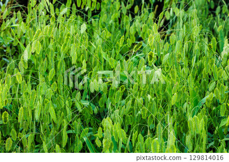 A lot of Niseko Banso seeds A lot of Niseko Banso seeds 129814016