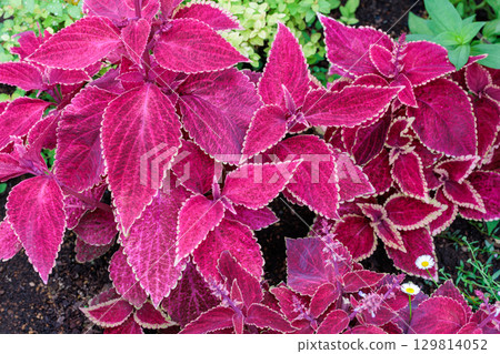 Beautiful leaves of coleus in the garden 129814052