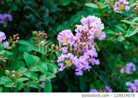 Beautiful, pure blue-purple crape myrtle flowers blooming in a summer garden Beautiful, pure blue-purple crape myrtle flowers blooming in a summer garden 129814079
