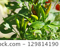 Green, immature chili peppers (Takanotsume) 129814190