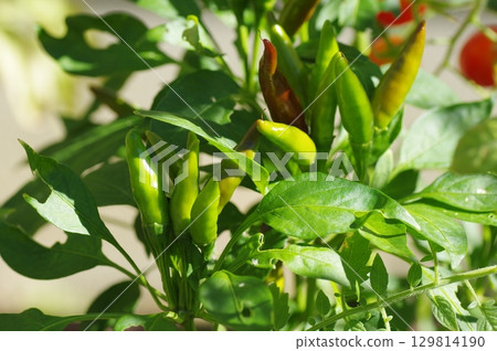 Green, immature chili peppers (Takanotsume) 129814190
