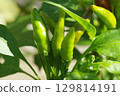 Green, immature chili peppers (Takanotsume) 129814191