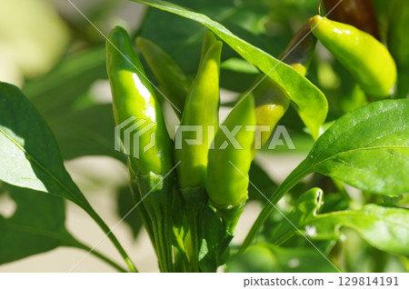 Green, immature chili peppers (Takanotsume) 129814191