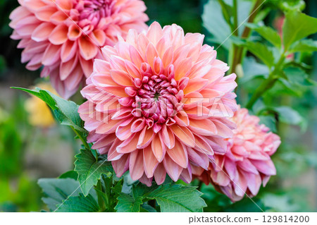 Beautiful orange dahlia flowers blooming in the summer garden 129814200