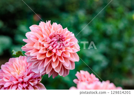 Beautiful orange dahlia flowers blooming in the summer garden Beautiful orange dahlia flowers blooming in the summer garden 129814201