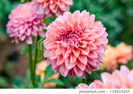 夏日花園裡盛開著美麗的橙色大麗花 夏日花園裡盛開著美麗的橙色大麗花 129814205