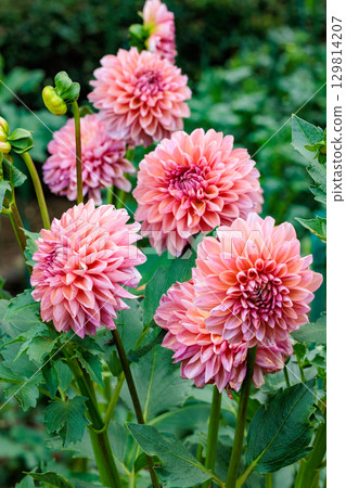 Beautiful orange dahlia flowers blooming in the summer garden 129814207