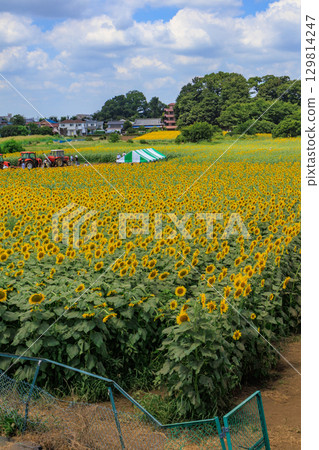 Summer sunshine and sunflower field scenery 129814247