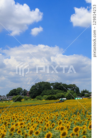 Summer sunshine and sunflower field scenery Summer sunshine and sunflower field scenery 129814253