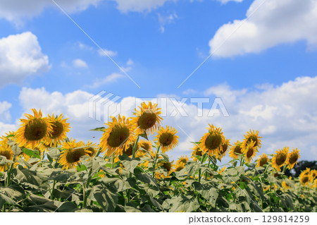 Summer sunshine and sunflower field scenery 129814259