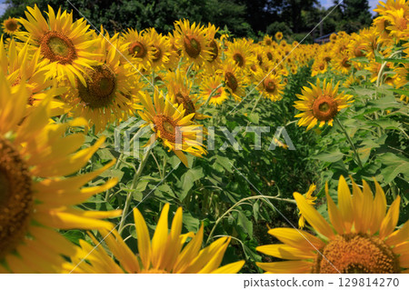 夏日陽光與向日葵田風景 129814270