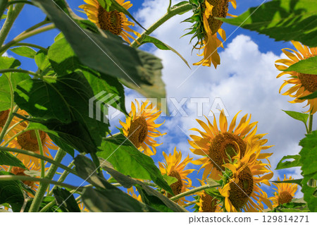 夏日陽光與向日葵田風景 129814271