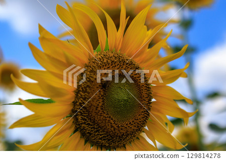 夏日陽光與向日葵田風景 129814278