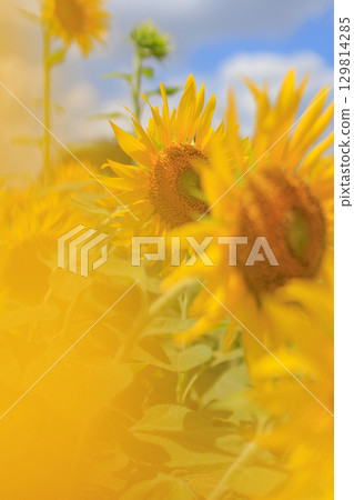 Summer sunshine and sunflower field scenery Summer sunshine and sunflower field scenery 129814285