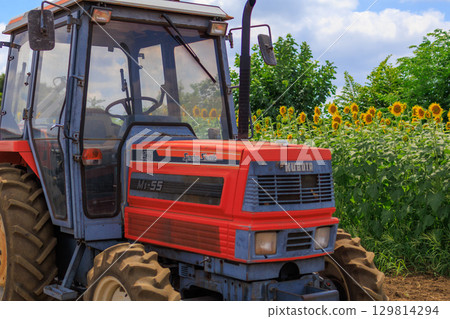 Summer sunshine and sunflower field scenery Summer sunshine and sunflower field scenery 129814294