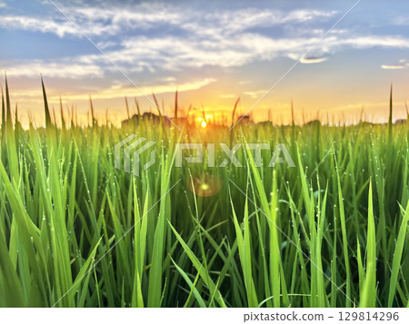 Rice fields and sunset sky 2 Rice fields and sunset sky 2 129814296