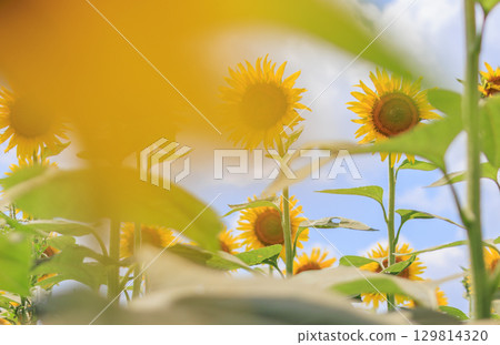Summer sunshine and sunflower field scenery Summer sunshine and sunflower field scenery 129814320