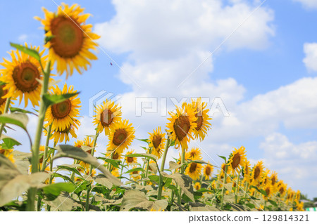 夏日陽光與向日葵田風景 129814321