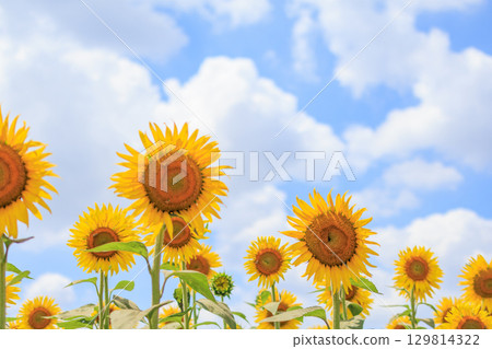 Summer sunshine and sunflower field scenery Summer sunshine and sunflower field scenery 129814322