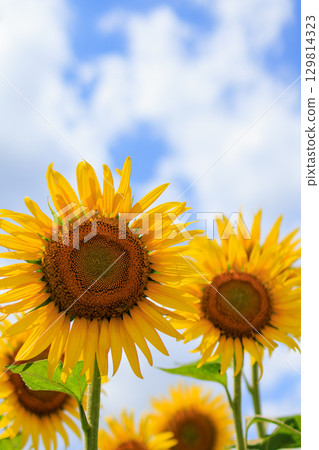 Summer sunshine and sunflower field scenery Summer sunshine and sunflower field scenery 129814323