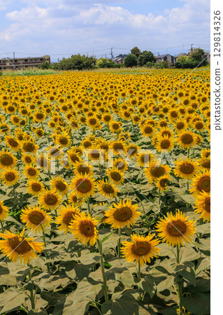 Summer sunshine and sunflower field scenery Summer sunshine and sunflower field scenery 129814326