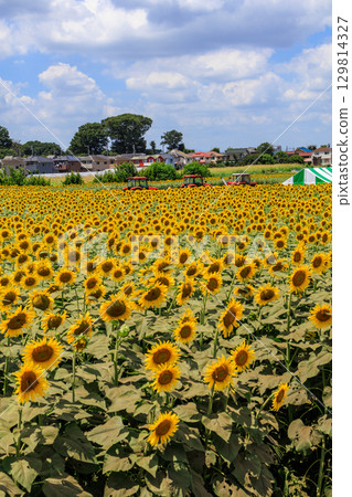 夏日陽光與向日葵田風景 129814327