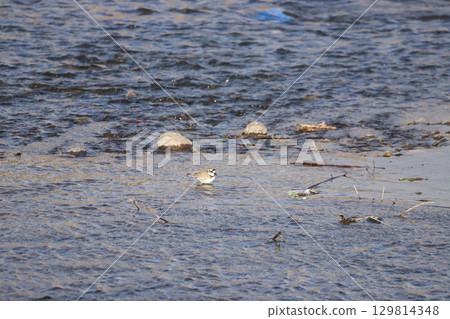 A black-and-white plover walking along the water's edge 129814348