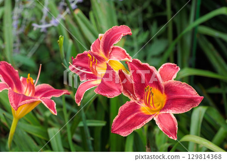 Beautiful delicate orange daylily flowers in the garden 129814368