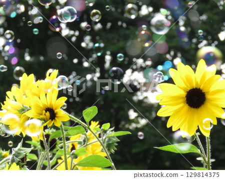 向日葵和肥皂泡 4 向日葵和肥皂泡 4 129814375