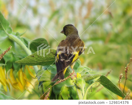 一隻綠麻雀棲息在向日葵上 一隻綠麻雀棲息在向日葵上 129814376