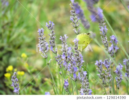 Lavender (Grosso) and Colias 129814390