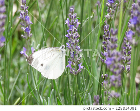 Lavender (Grosso) and Cabbage White Butterfly Lavender (Grosso) and Cabbage White Butterfly 129814391