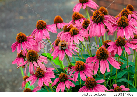 初夏花園裡盛開著美麗的粉紅紫錐菊花 129814402